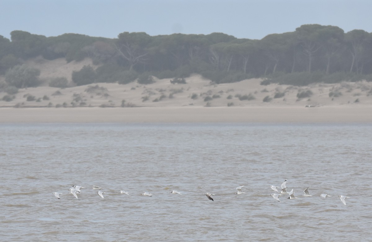 Mediterranean Gull - ML614775192