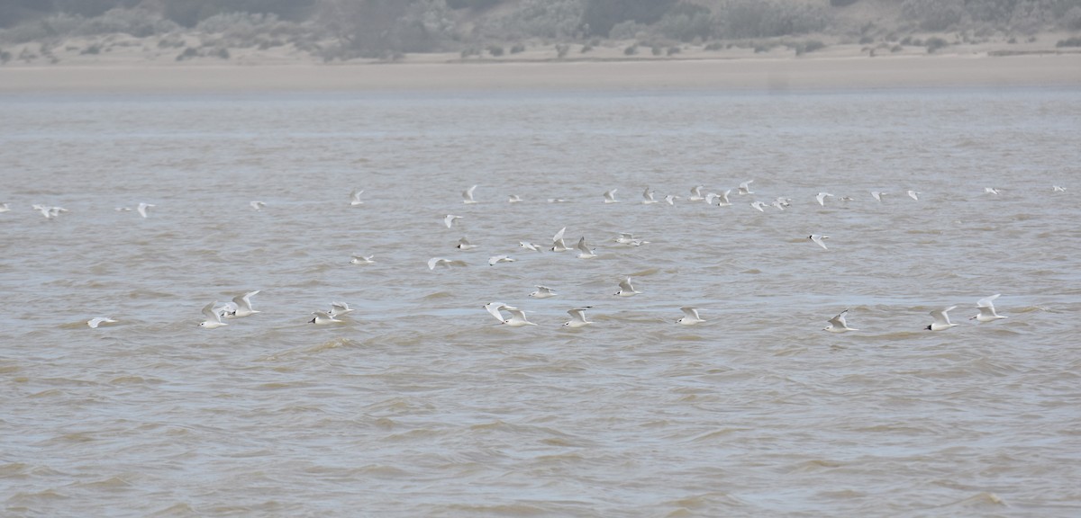 Gaviota Cabecinegra - ML614775193