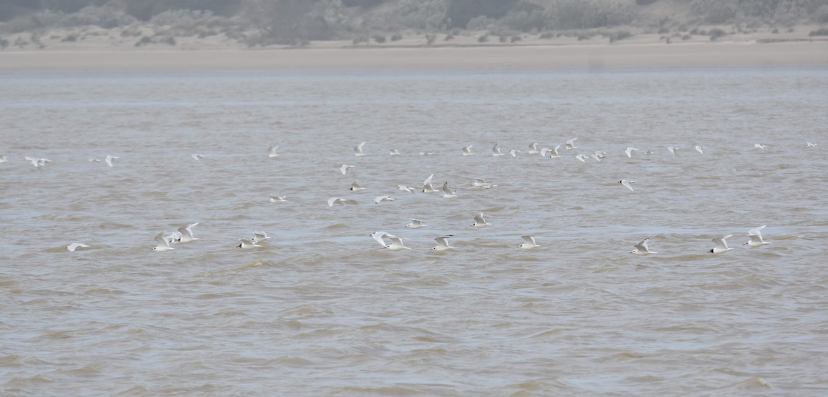 Mediterranean Gull - ML614775193