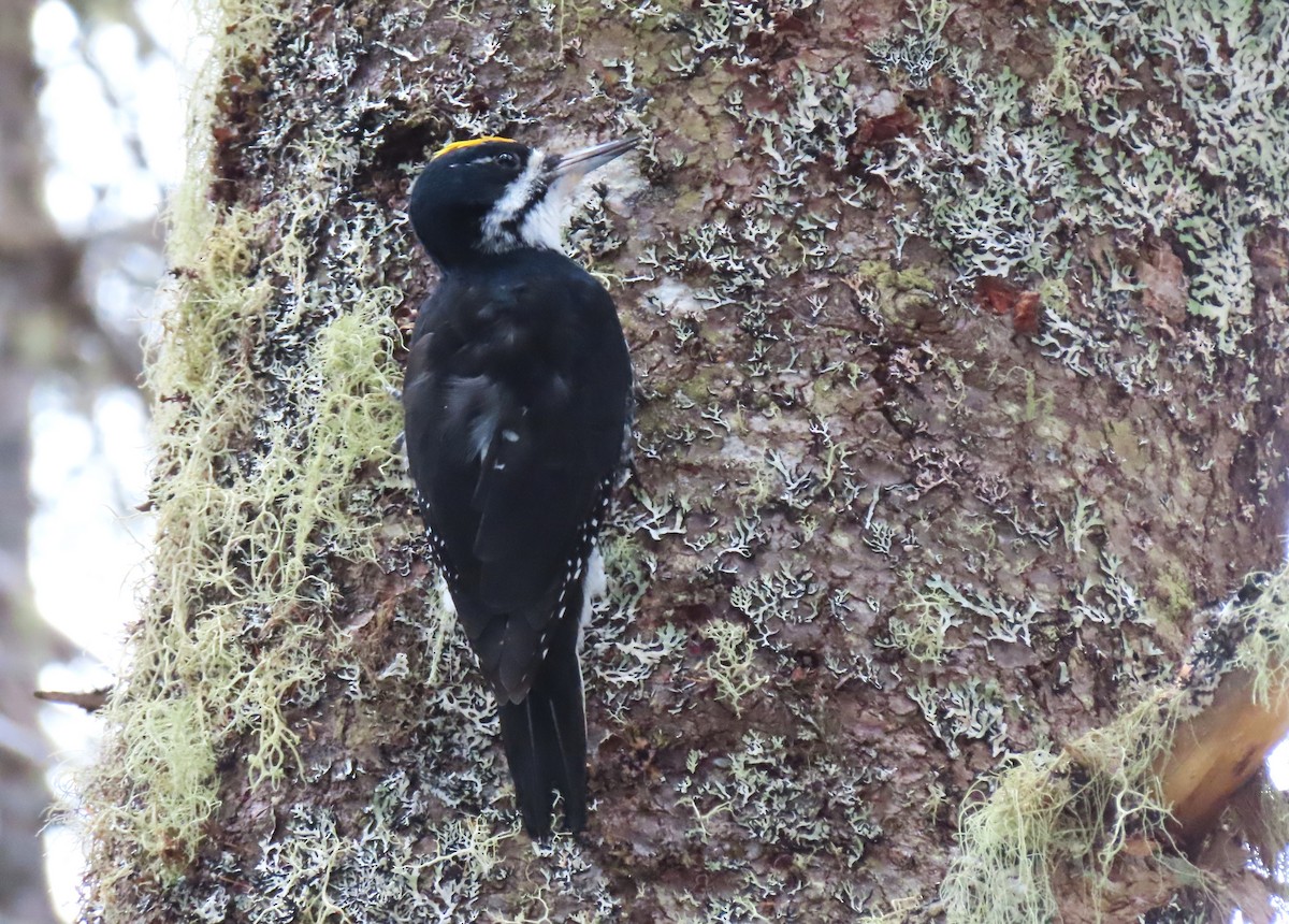 Black-backed Woodpecker - ML614775199