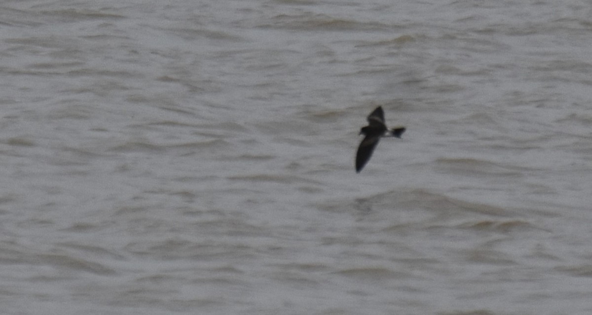 Leach's Storm-Petrel - ML614775218