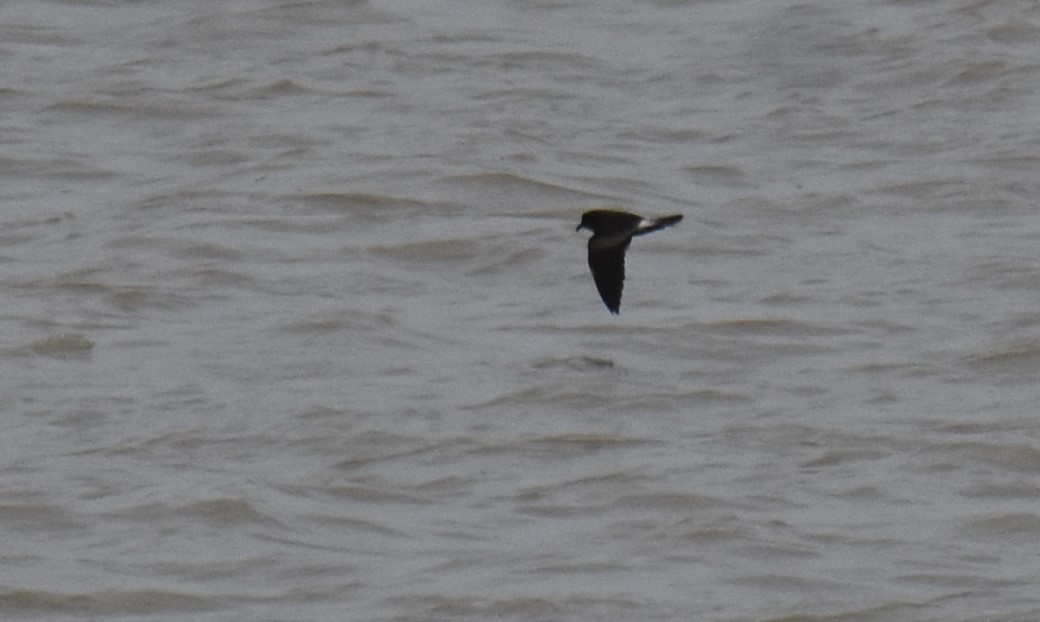 Leach's Storm-Petrel - ML614775219