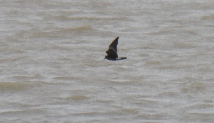 Leach's Storm-Petrel - Miguel Ángel Mora Quintana