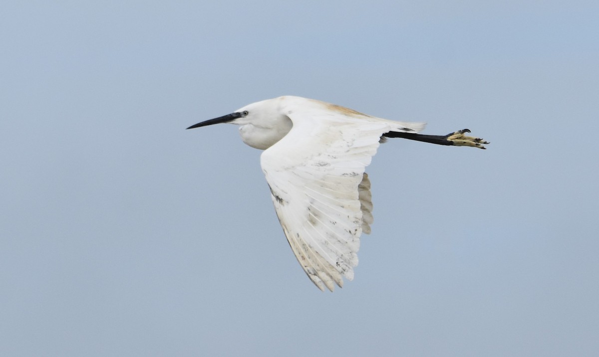 Little Egret - ML614775225