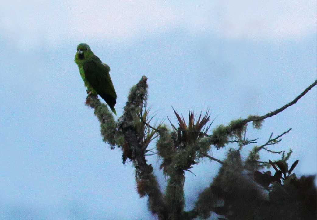 ネズミエリボウシインコ - ML61477531