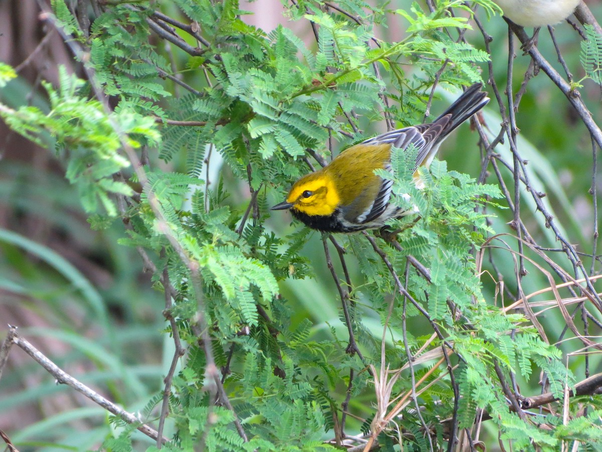 Black-throated Green Warbler - ML614775431