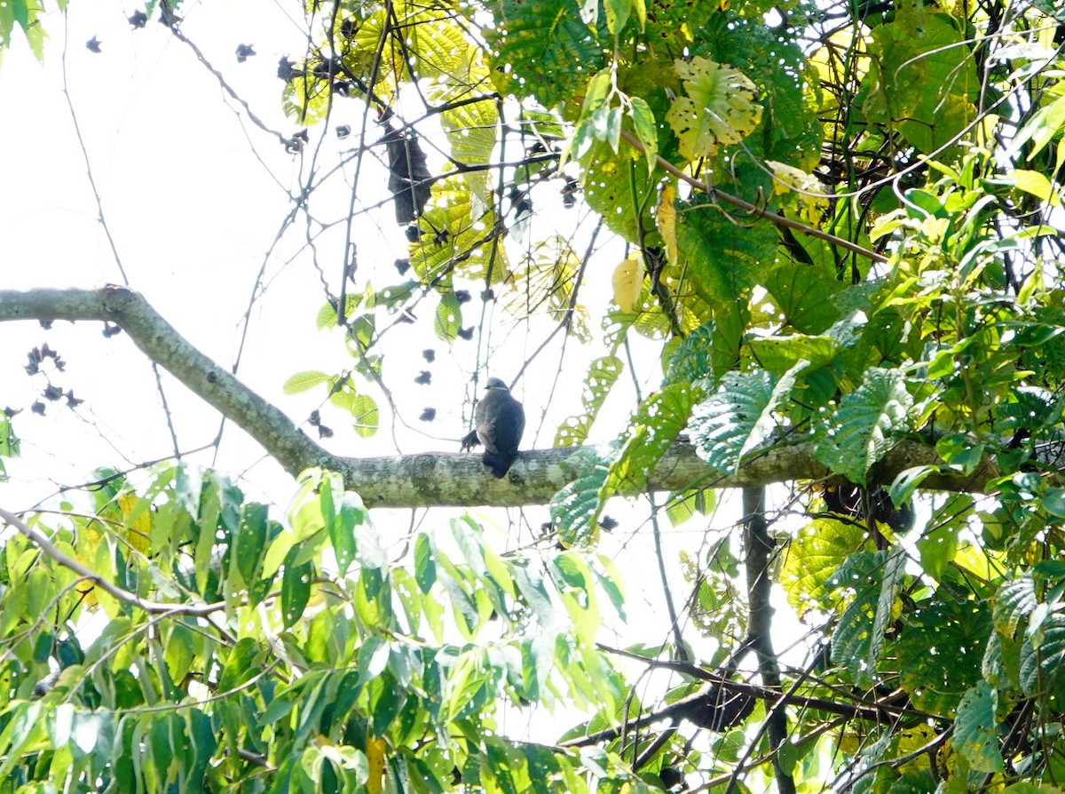 White-eared Brown-Dove (Short-billed) - ML614775440