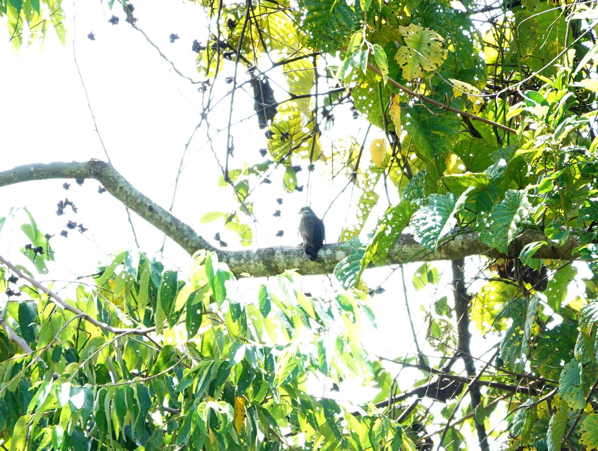 White-eared Brown-Dove (Short-billed) - ML614775445