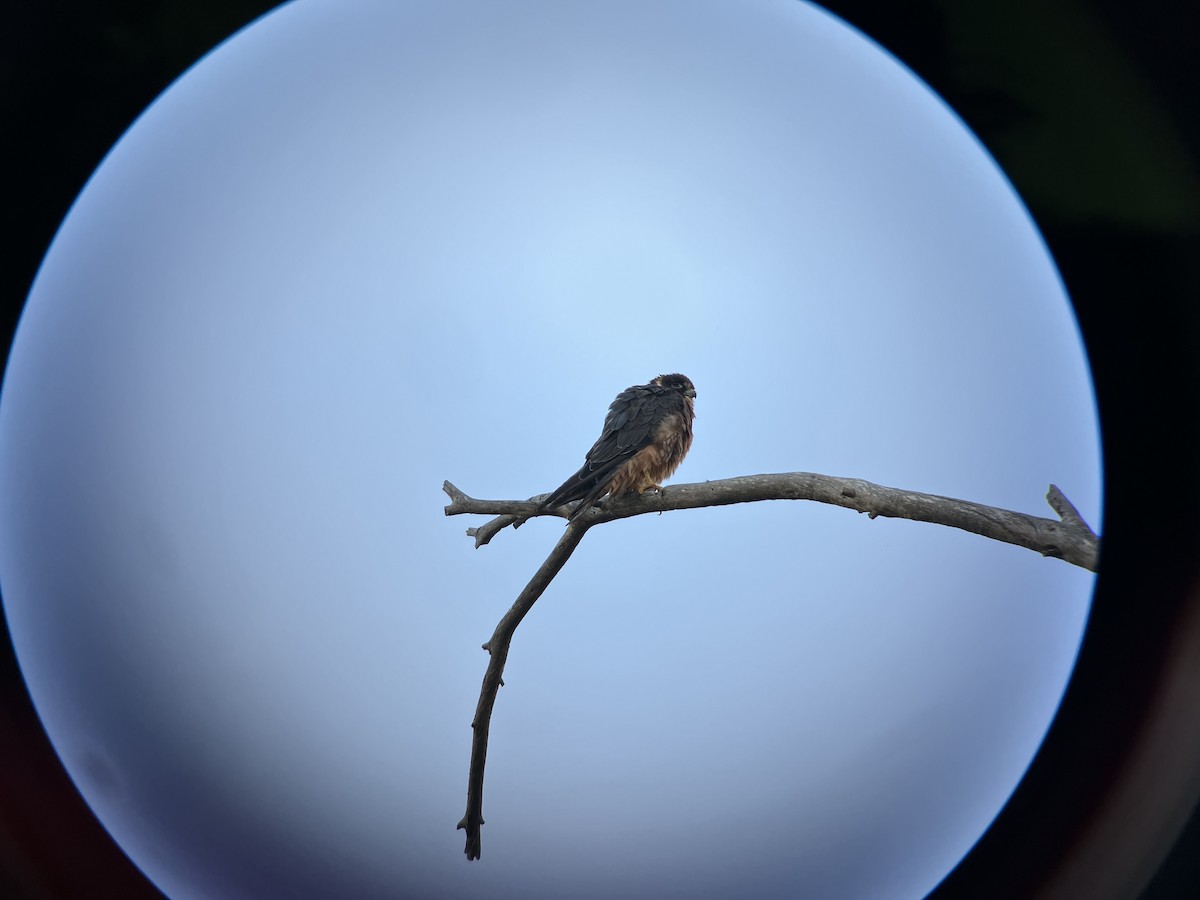 Australian Hobby - Angus Johnston