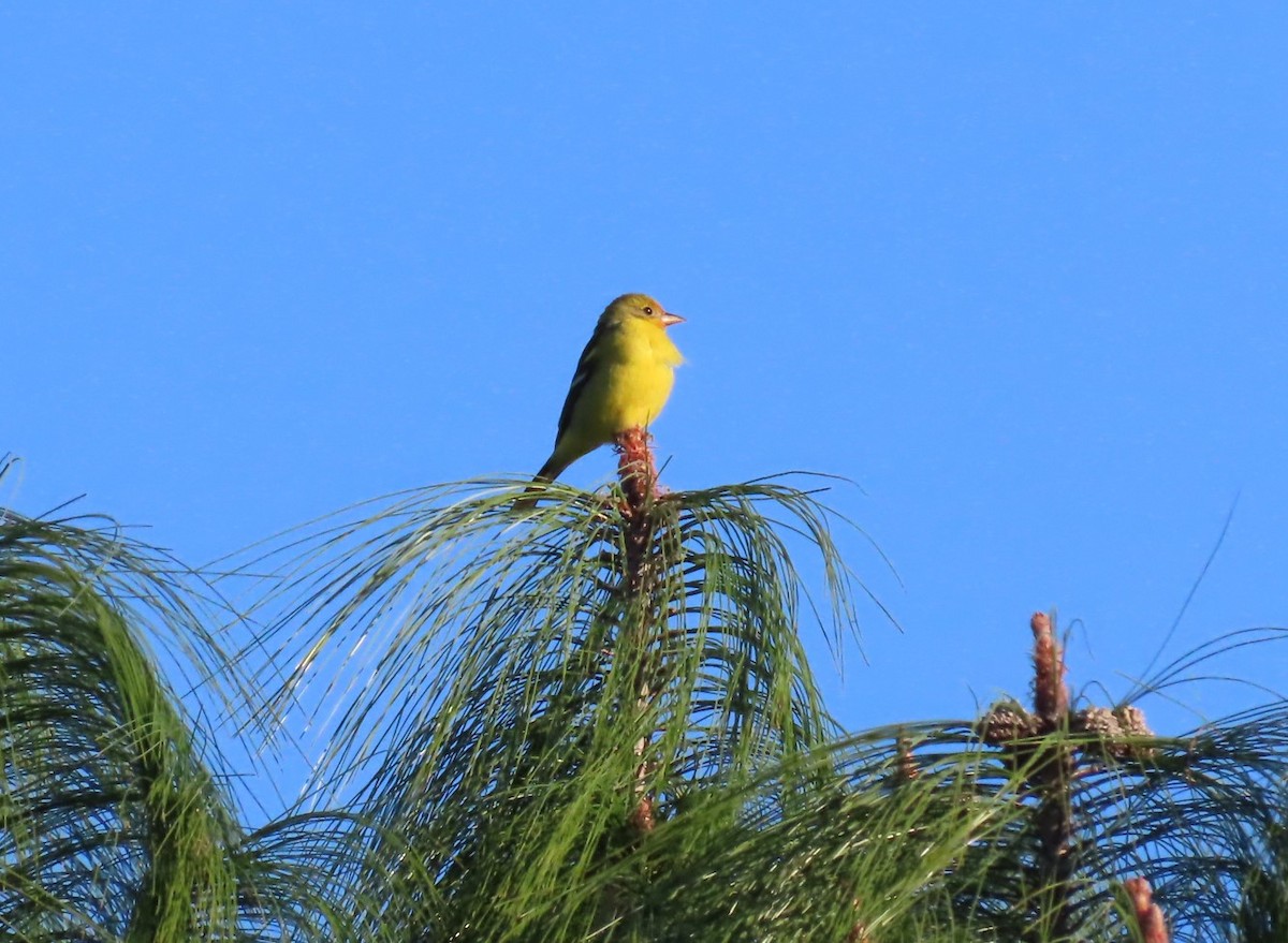 Western Tanager - ML614775529