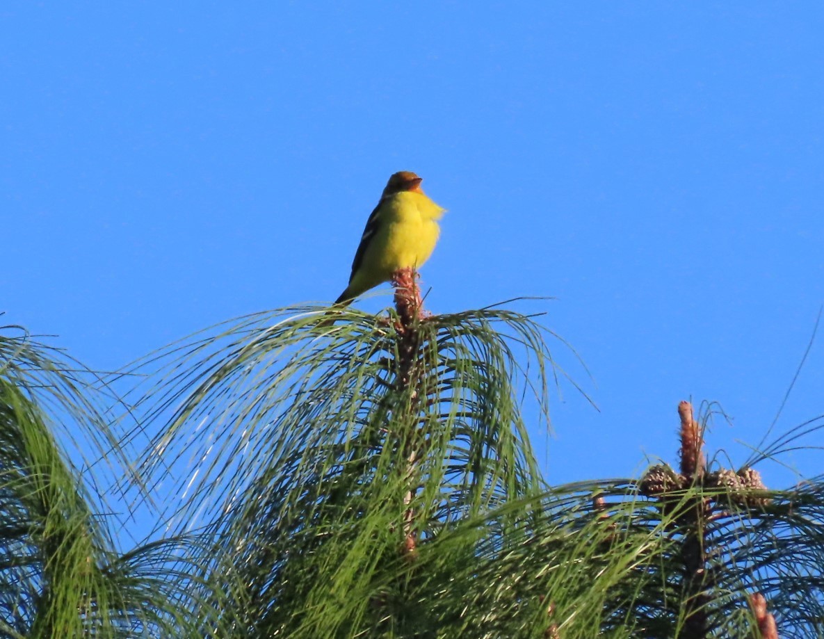 Western Tanager - ML614775530