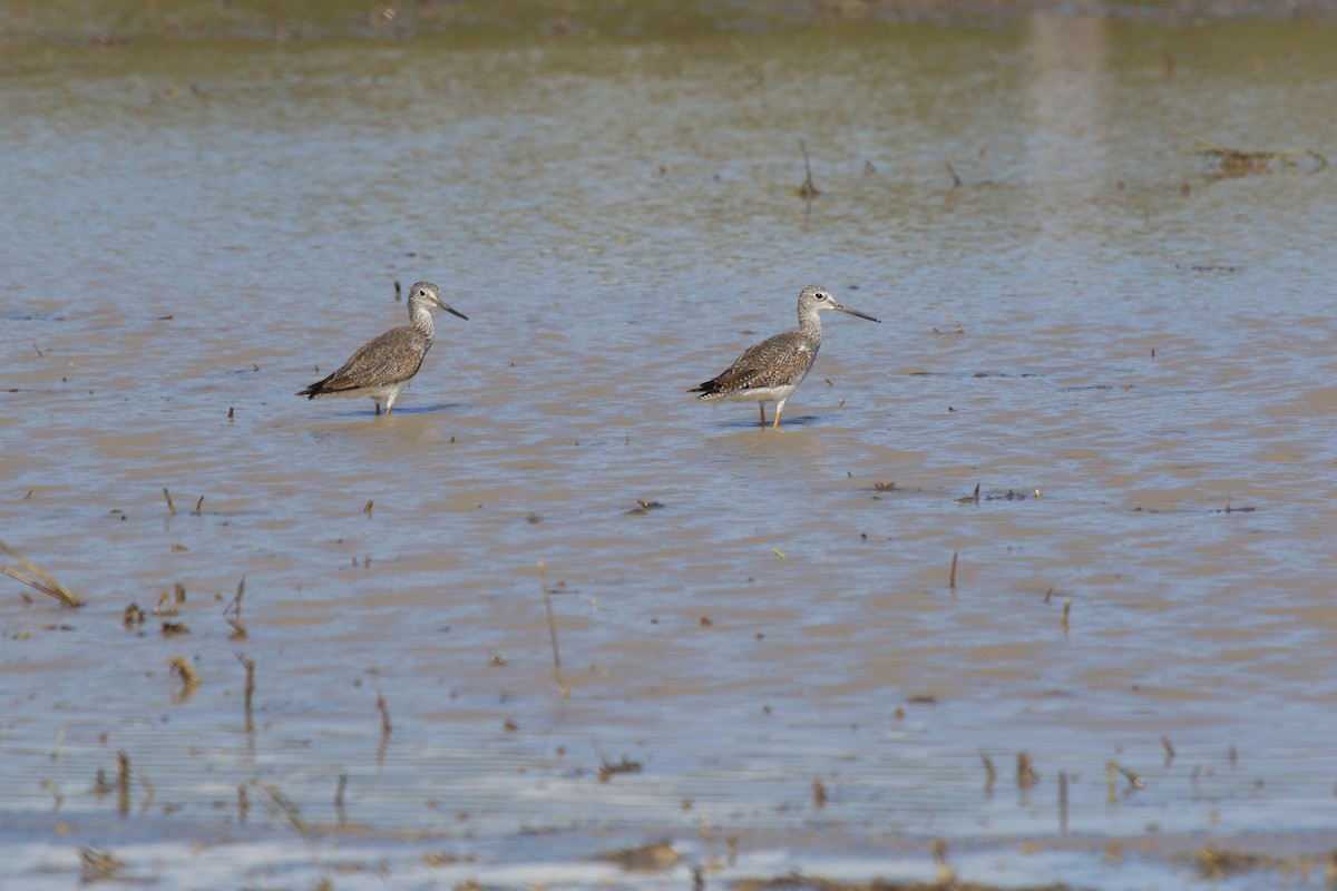 Greater Yellowlegs - ML614775549