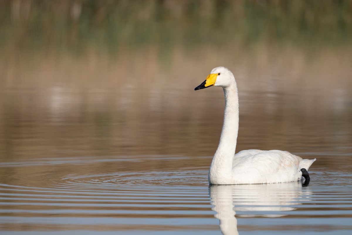 Whooper Swan - ML614775563