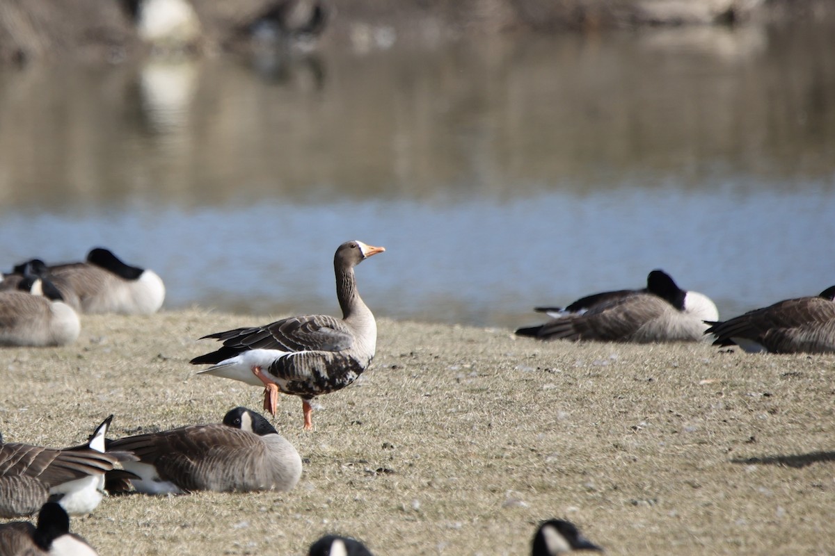 Greater White-fronted Goose - ML614775589