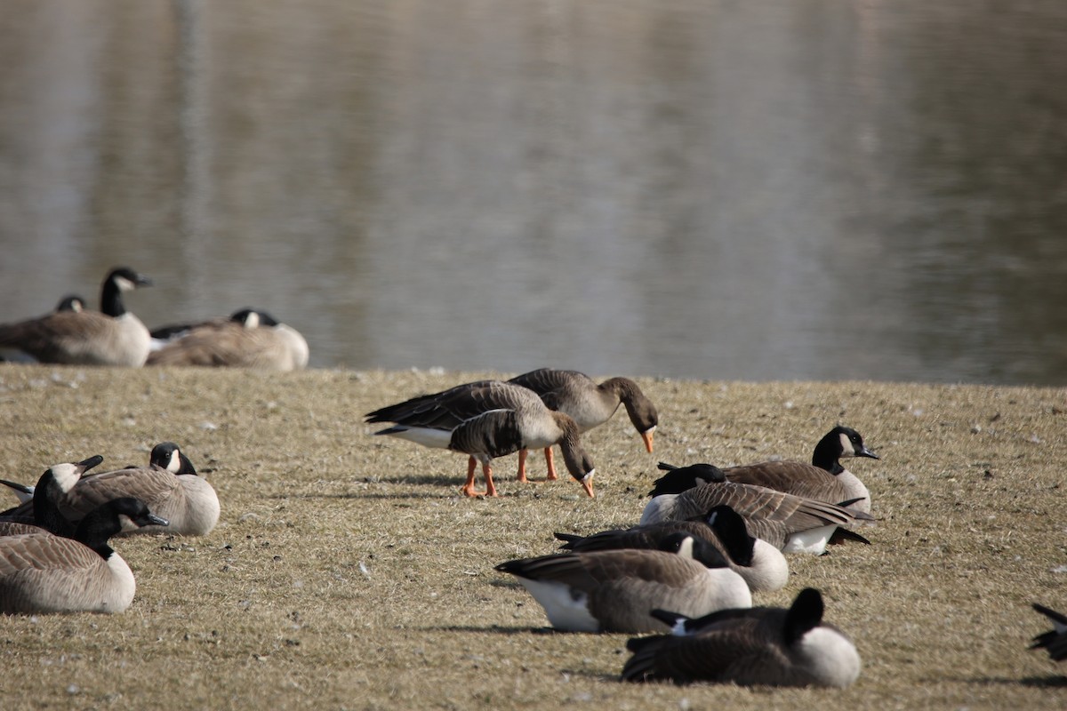 Greater White-fronted Goose - ML614775590