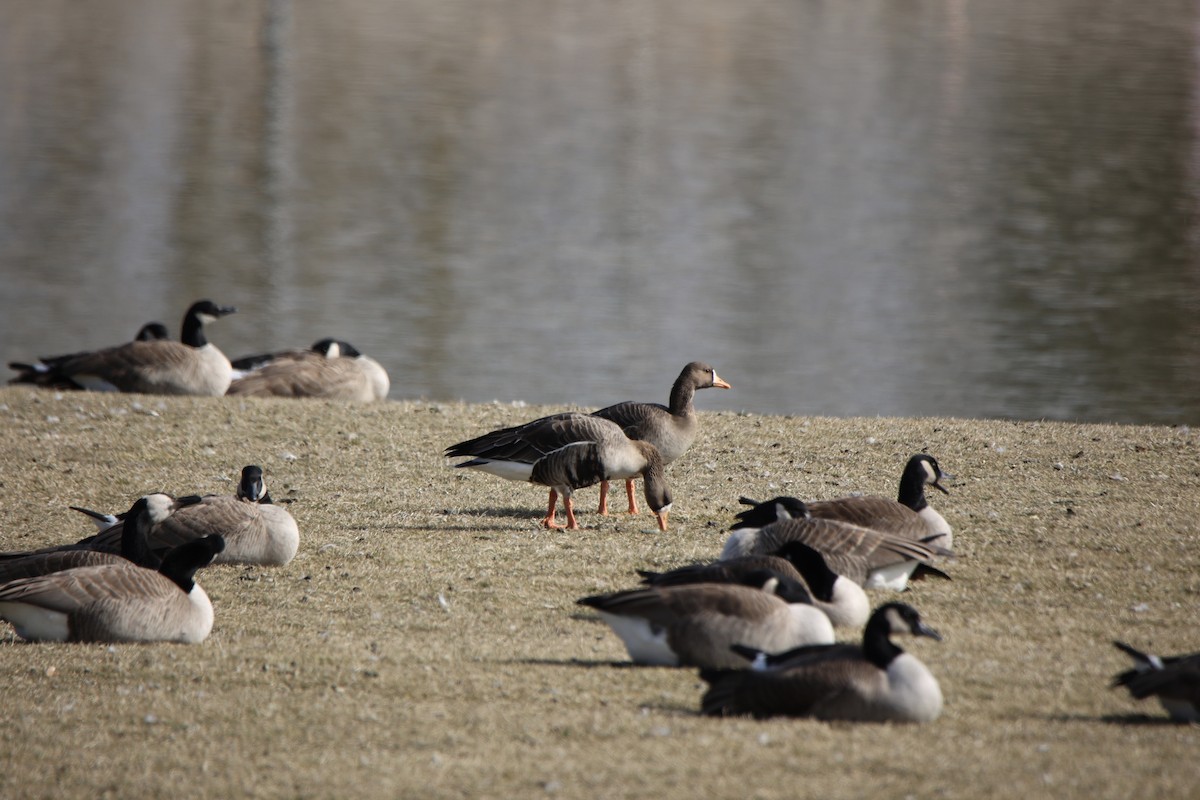 Greater White-fronted Goose - ML614775591
