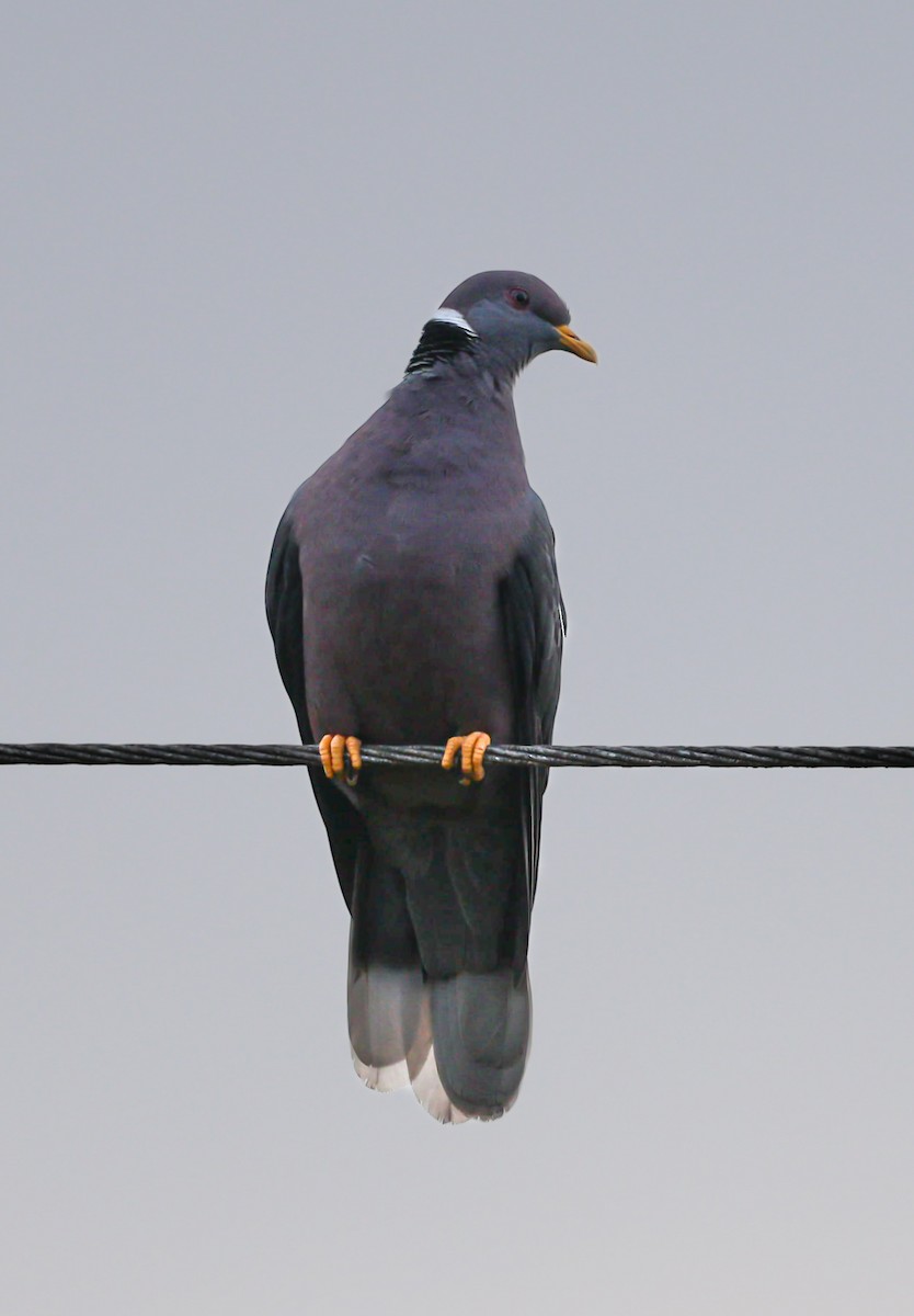 Band-tailed Pigeon - Daniel Yepes