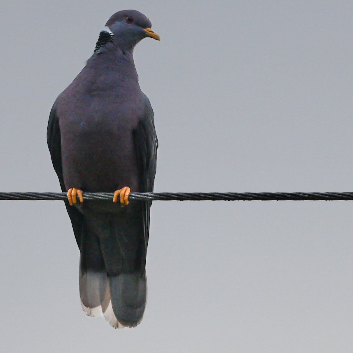 Band-tailed Pigeon - ML614775597