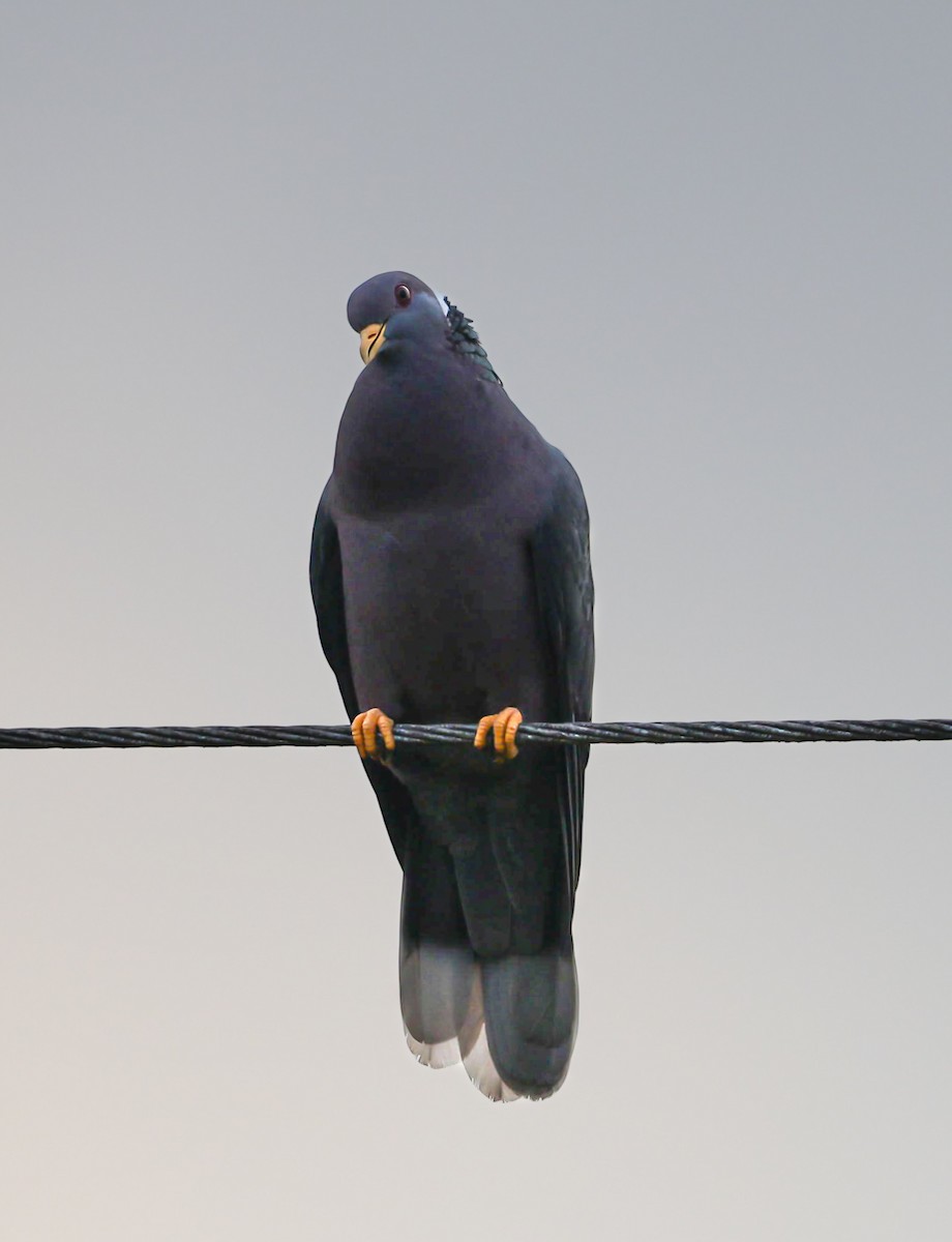 Band-tailed Pigeon - ML614775598