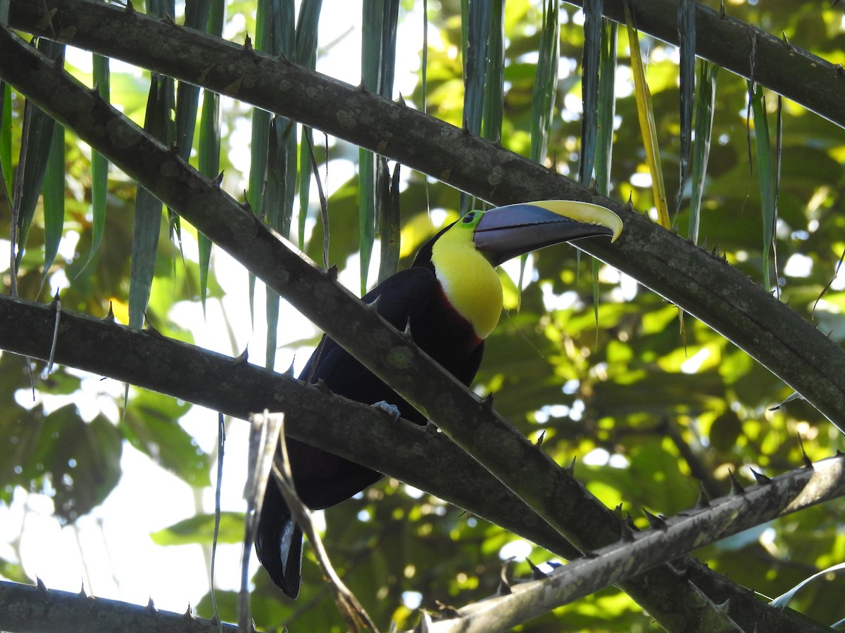 Yellow-throated Toucan - Kathryn McAleese