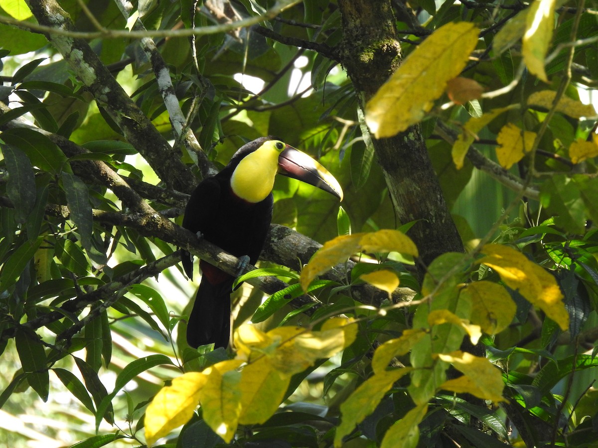 Yellow-throated Toucan - ML614775610