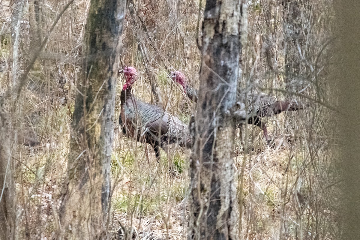 シチメンチョウ - ML614775626