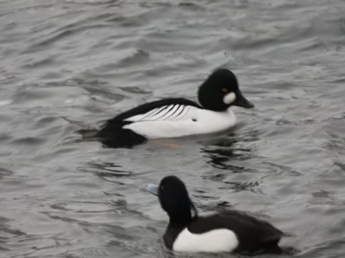 Common Goldeneye - ML614775652