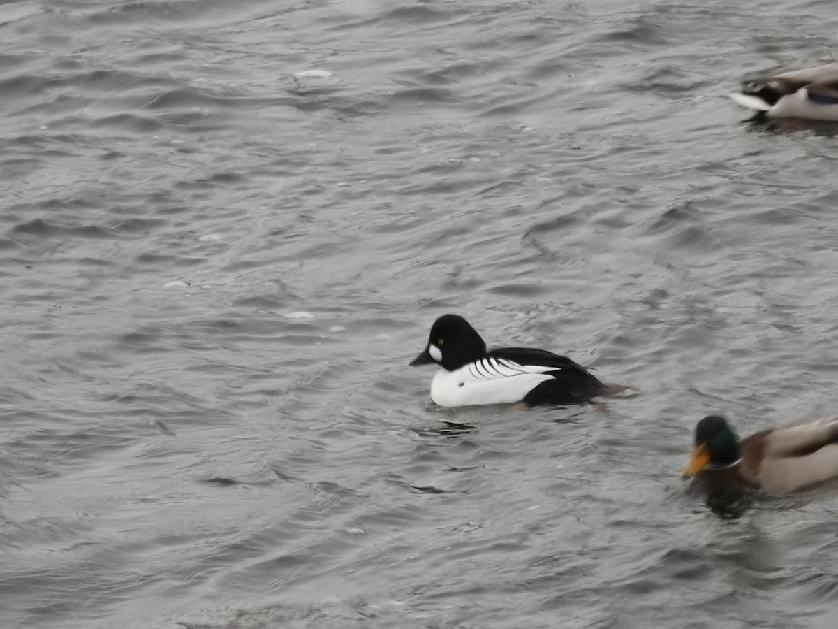 Common Goldeneye - ML614775653