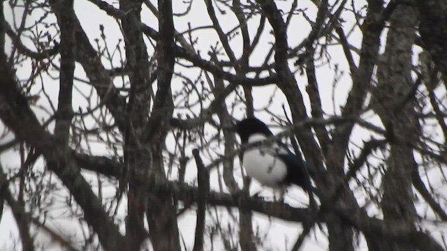 Eurasian Magpie - ML614775687