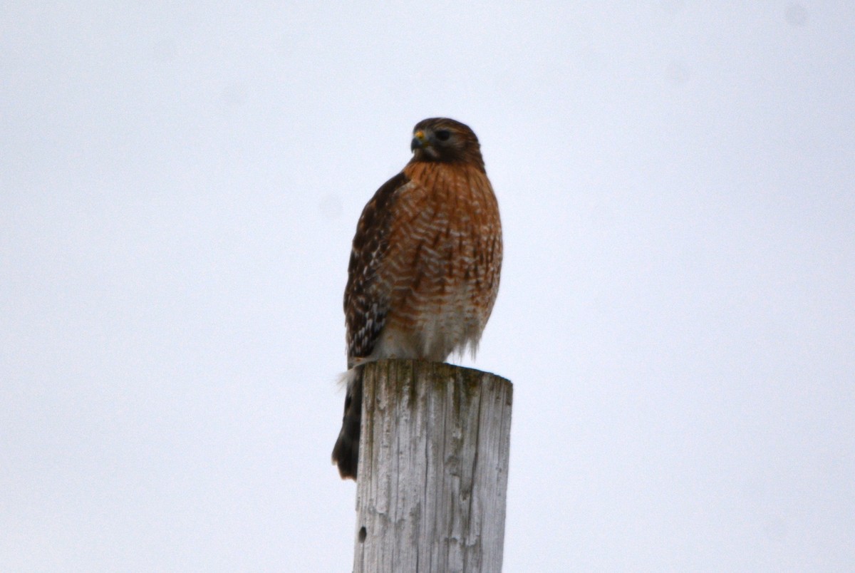 Red-shouldered Hawk - ML614775688