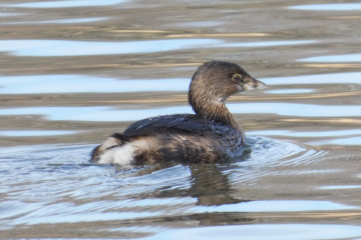 Pied-billed Grebe - ML614775719