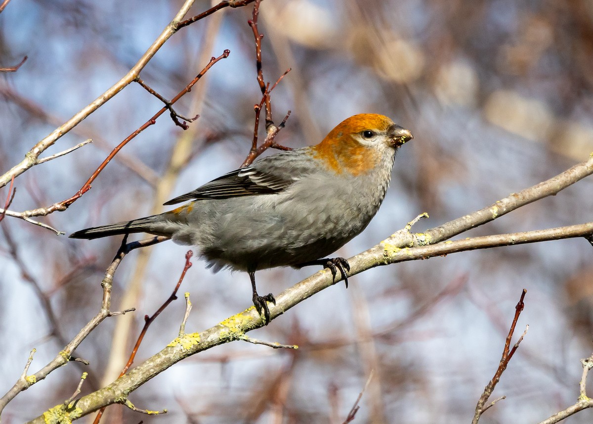 Pine Grosbeak - ML614775720