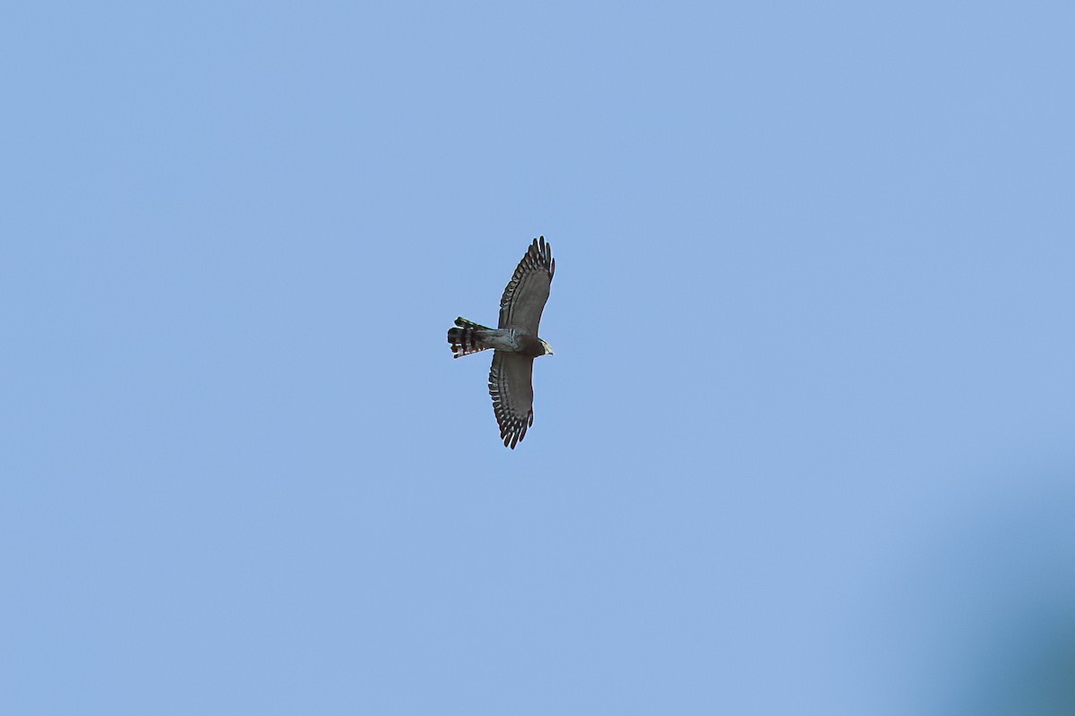 Gray-faced Buzzard - ML614775729