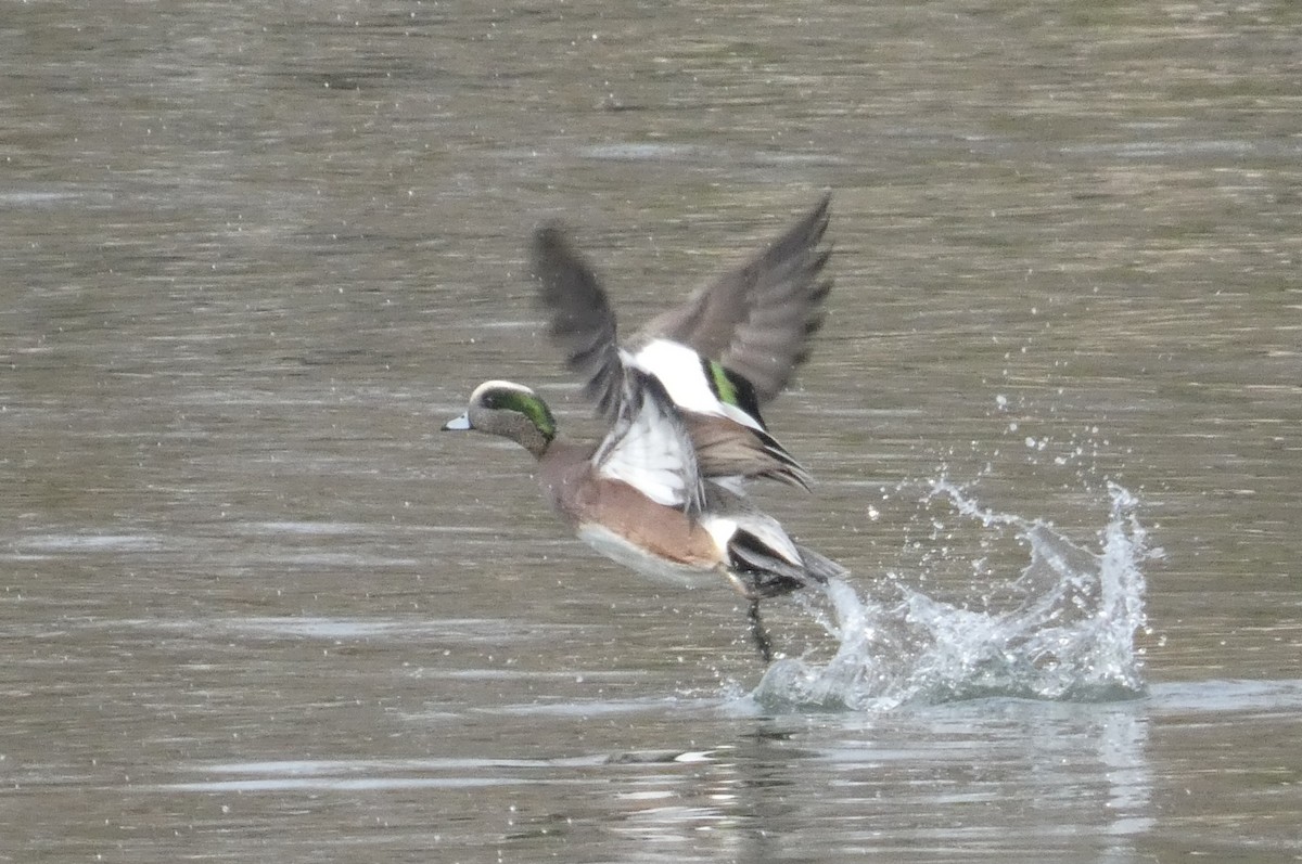 Canard d'Amérique - ML614775799