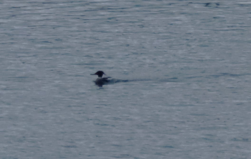 Red-breasted Merganser - Jan Badura