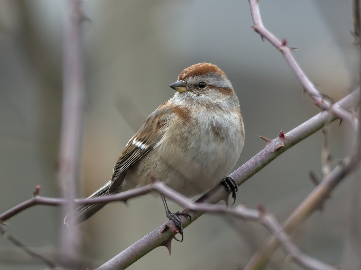 American Tree Sparrow - ML614775869