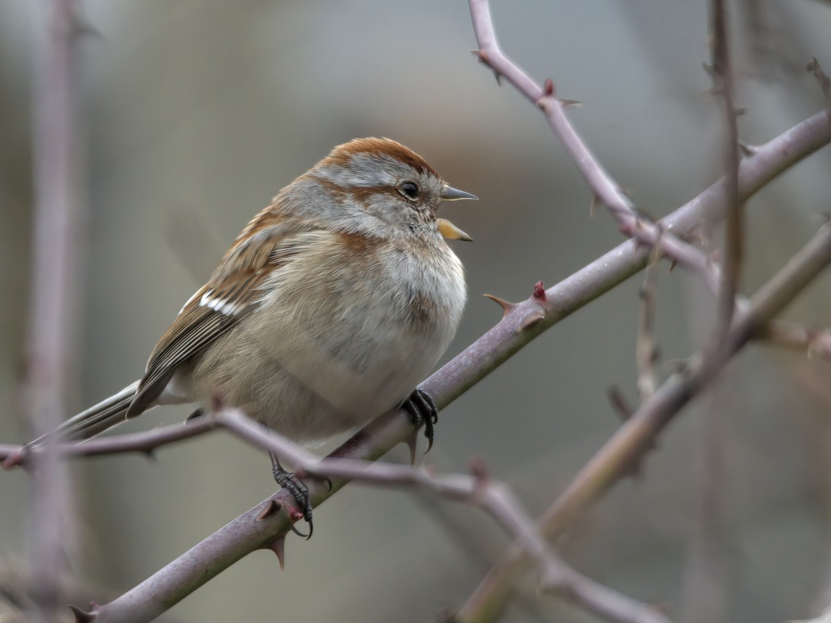 American Tree Sparrow - ML614775870