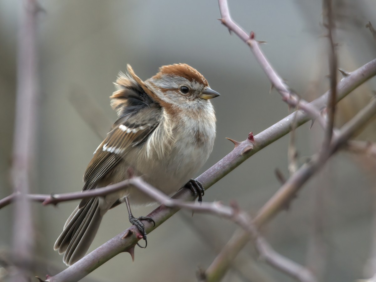 American Tree Sparrow - ML614775873