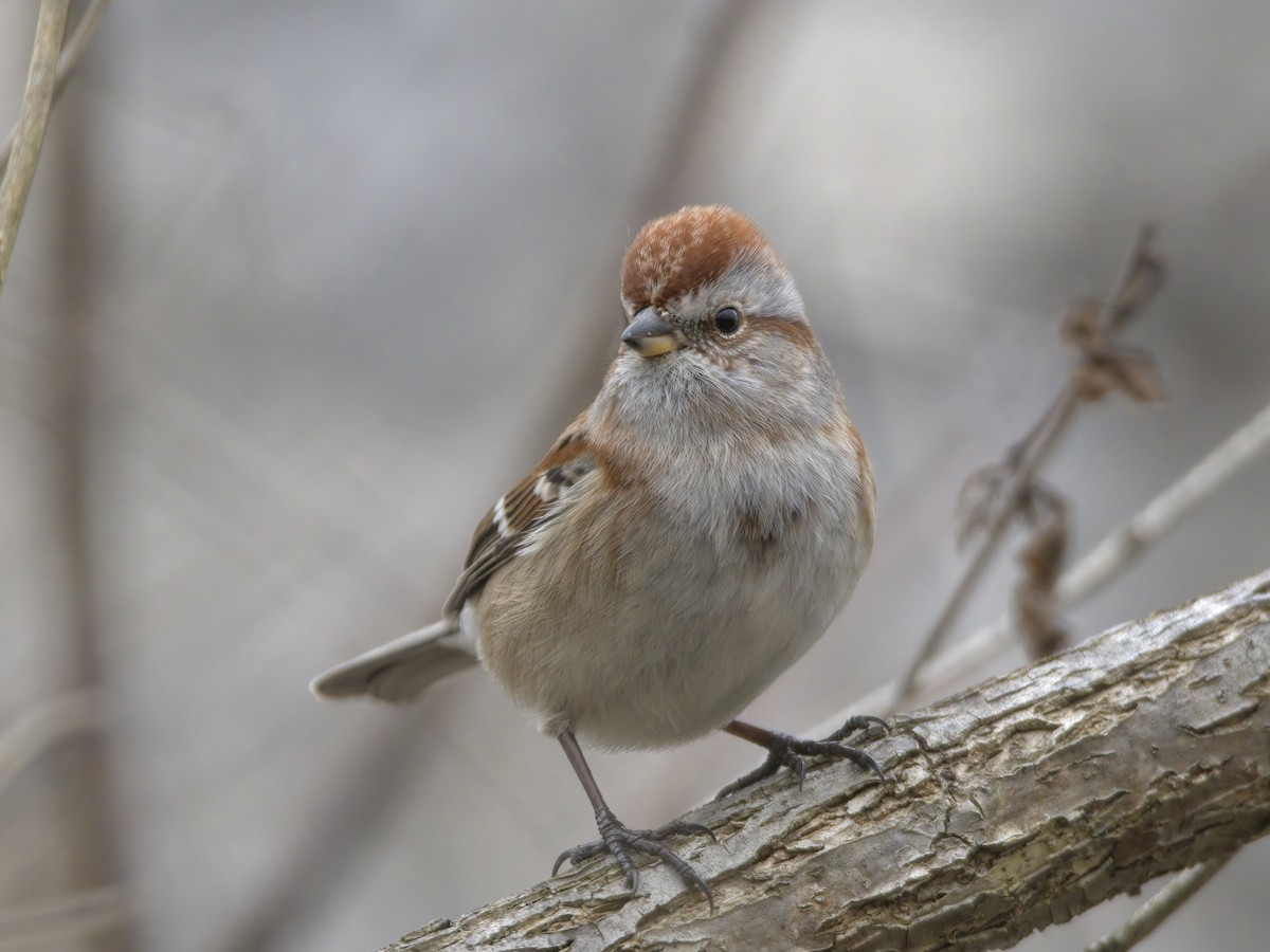 American Tree Sparrow - ML614775874