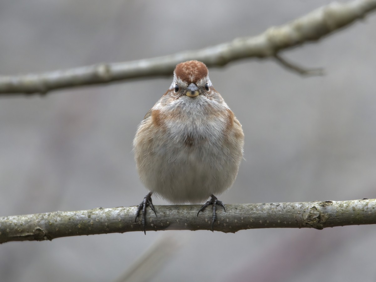 American Tree Sparrow - ML614775876