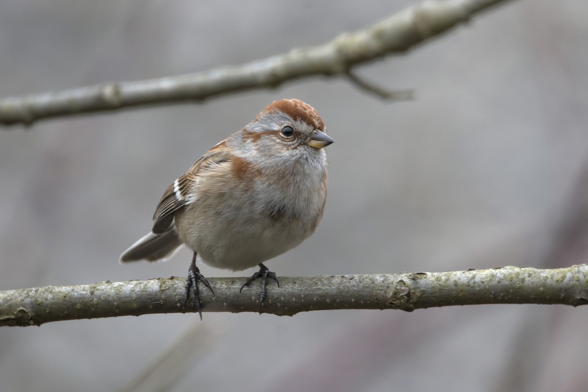 American Tree Sparrow - ML614775878