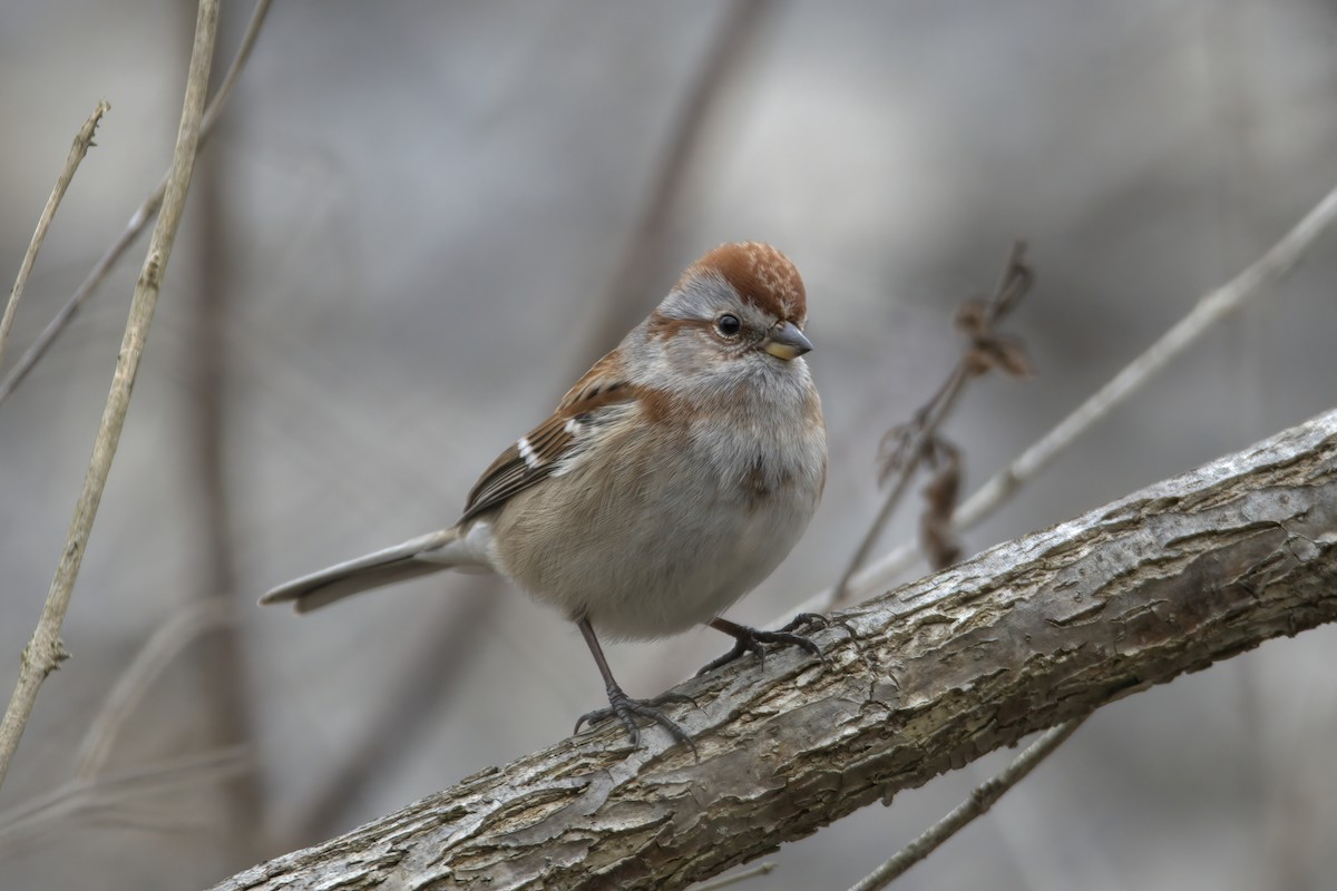 American Tree Sparrow - ML614775879