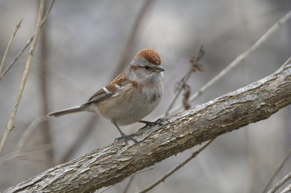 American Tree Sparrow - ML614775882