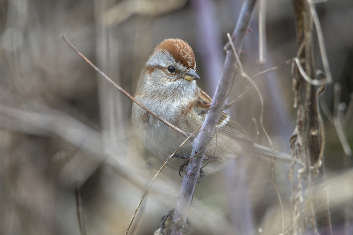 American Tree Sparrow - ML614775883