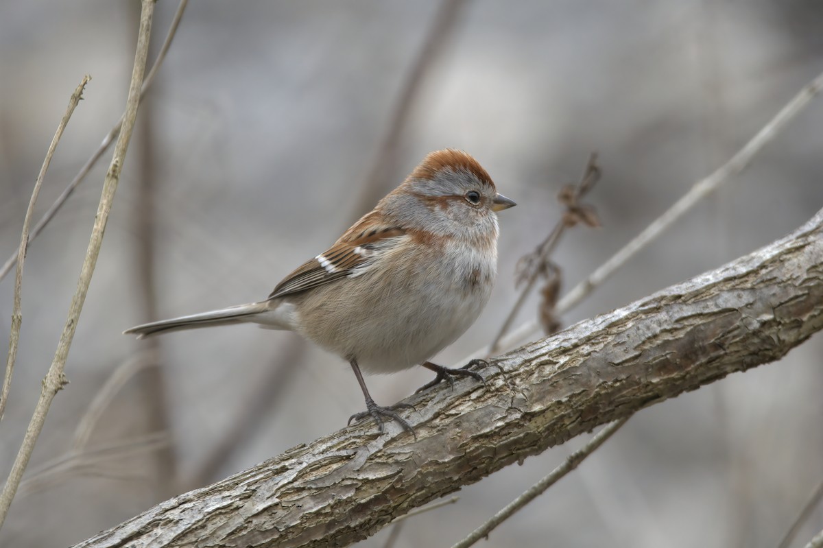 American Tree Sparrow - ML614775884