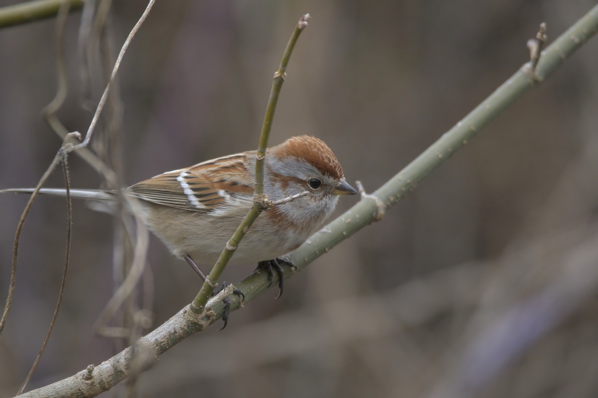 American Tree Sparrow - ML614775885