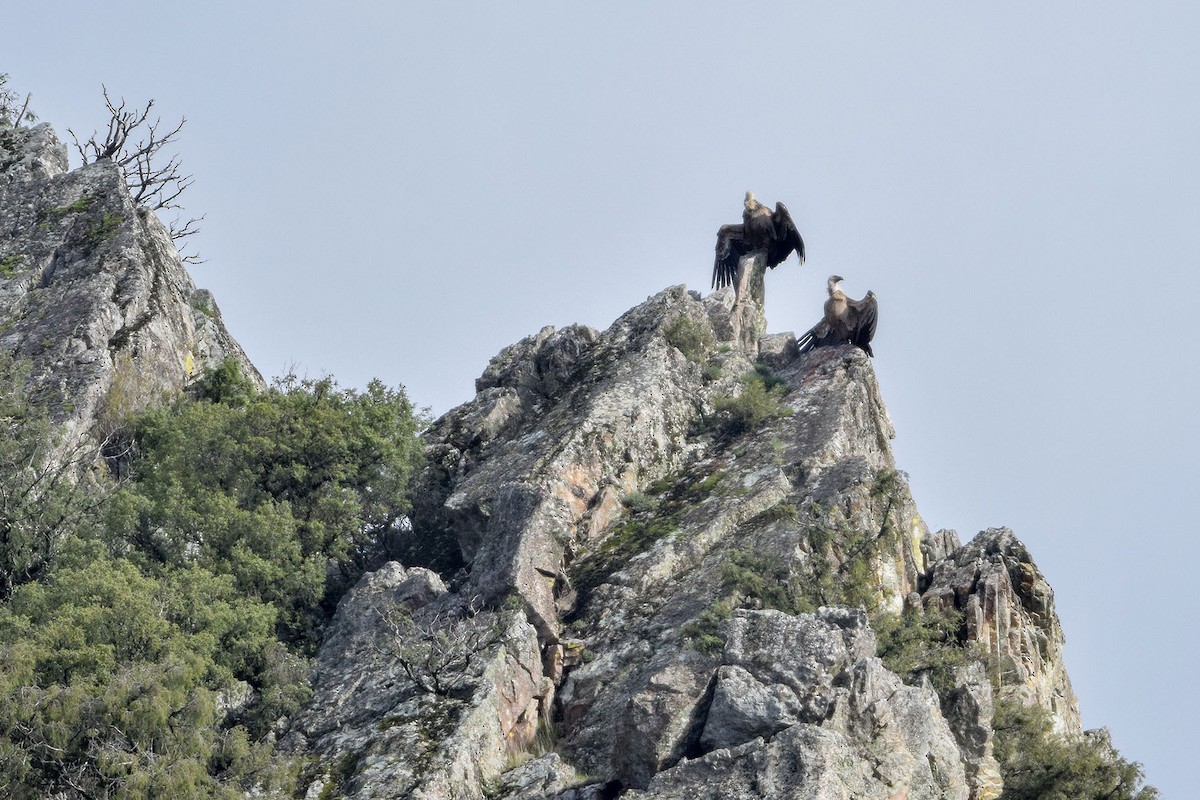 Eurasian Griffon - Bruno Santos