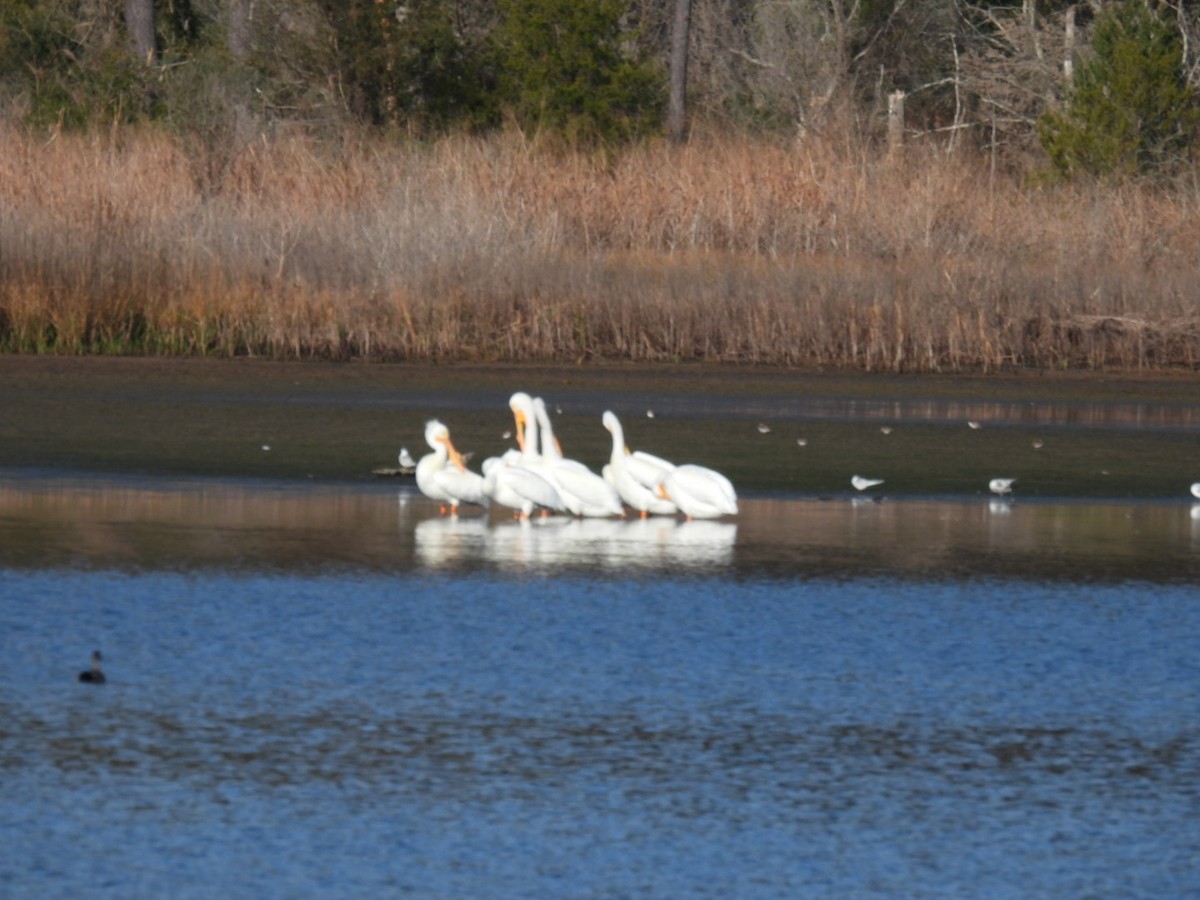 American White Pelican - Joanne Parker