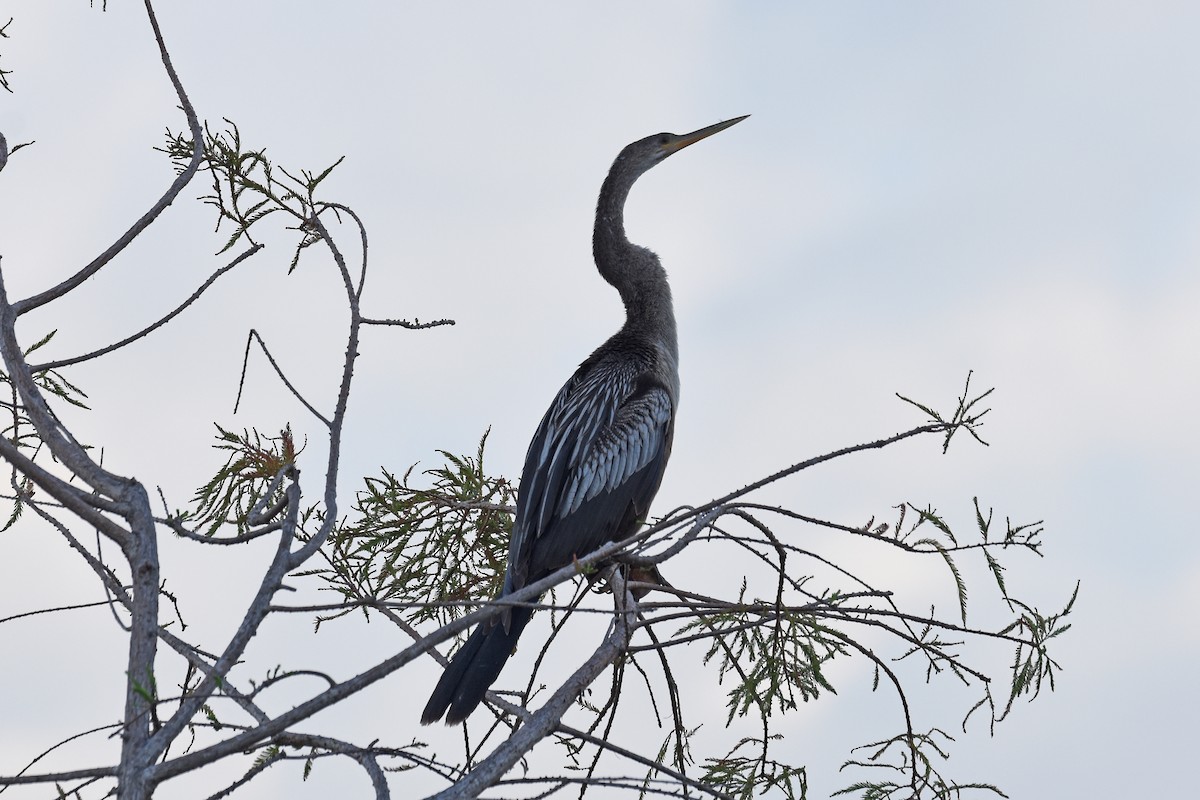 Anhinga - Janet Rathjen