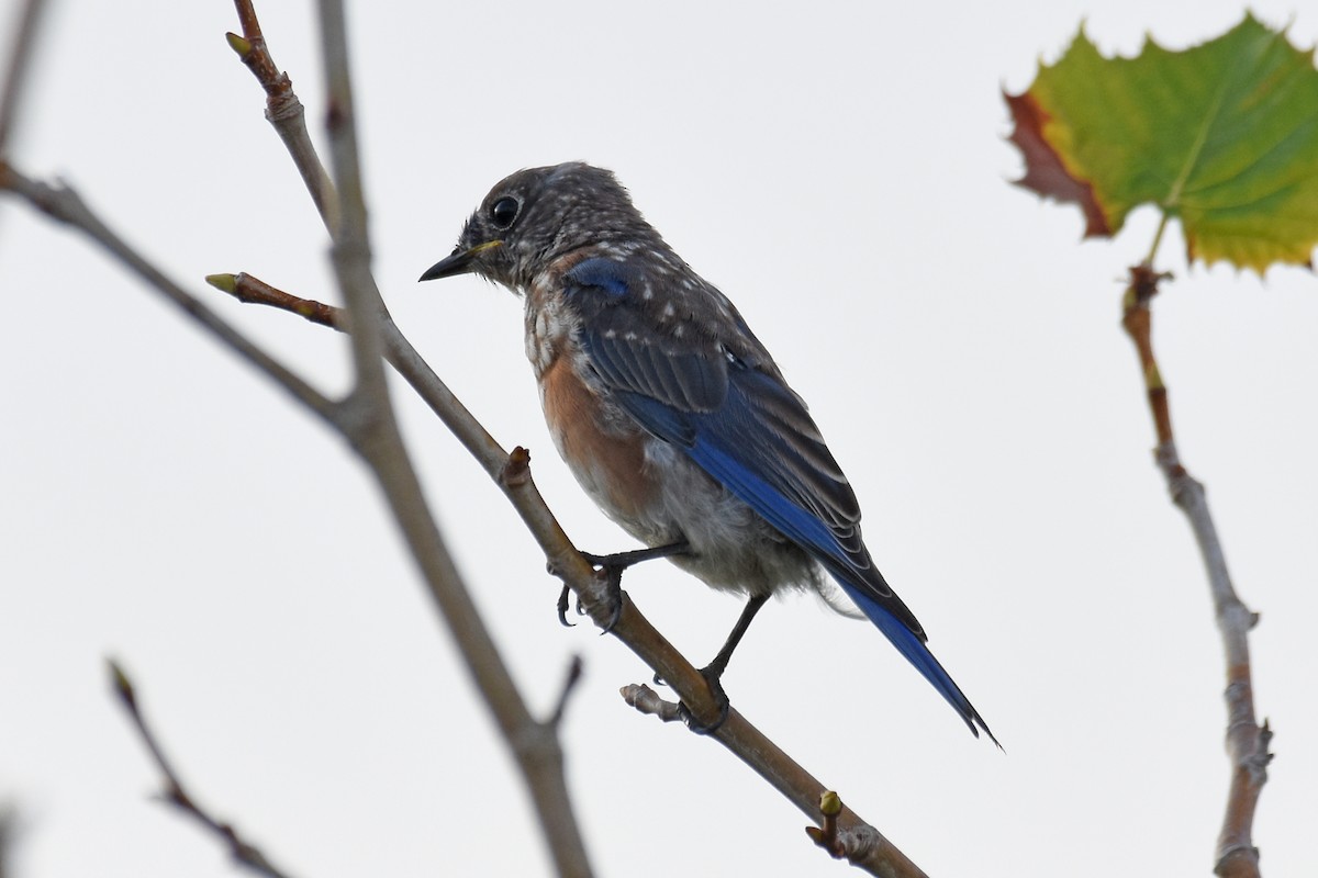 Eastern Bluebird - Janet Rathjen